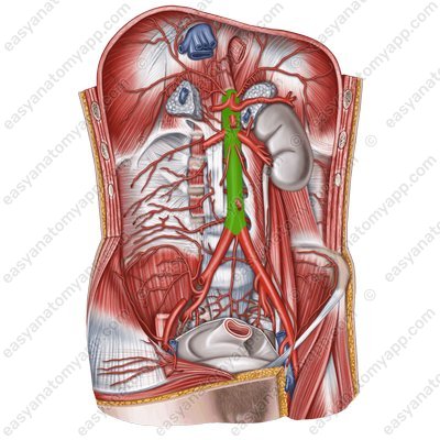 Abdominal aorta (aorta abdominalis)